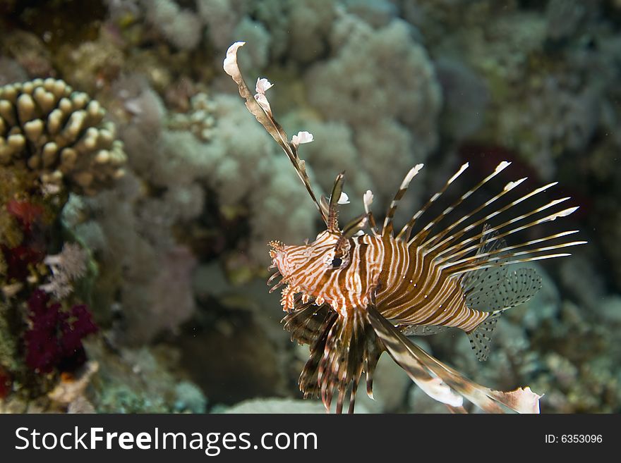 Common lionfish (pterois miles) taken in the Red Sea.