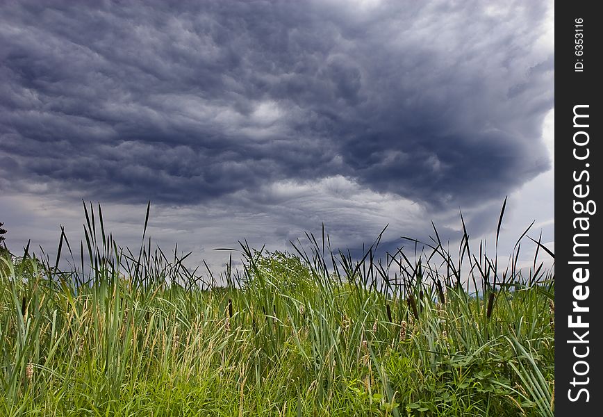 Cattails in a marshy wetland under a stormy sky. Cattails in a marshy wetland under a stormy sky