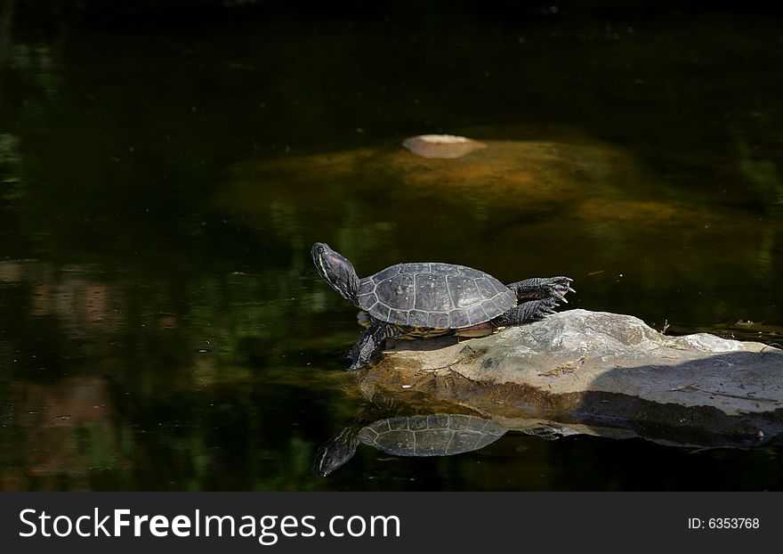 Turtle Laying On The Shore