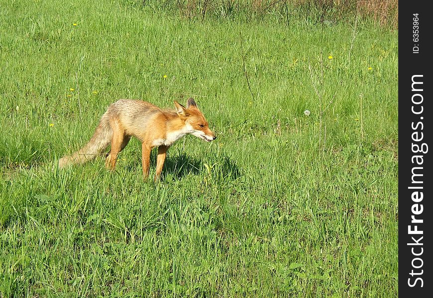 Red Fox in May in the Central Russia