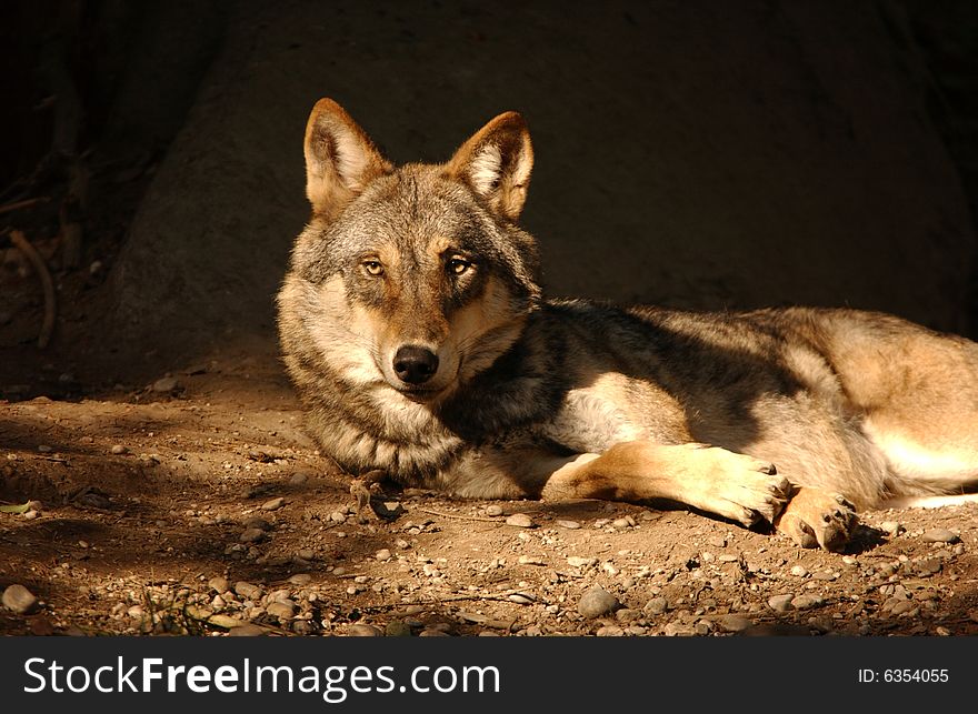 European wolf lain on a rock