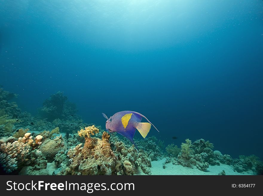 Coral and fish taken in the Red Sea.