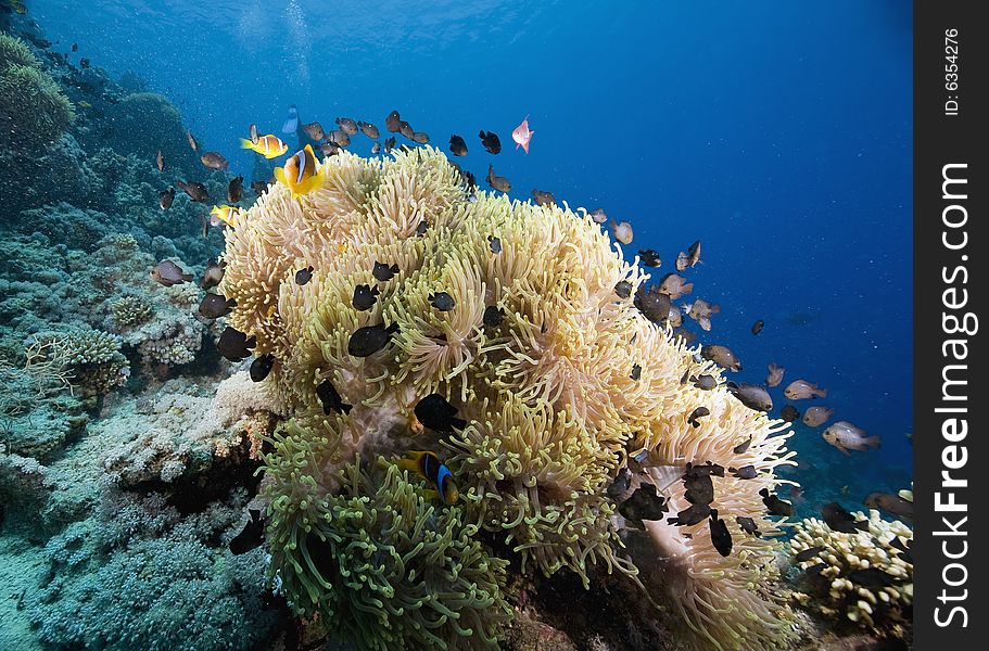 Red sea anemonefish (Amphipiron bicinctus)  taken in the Red Sea.