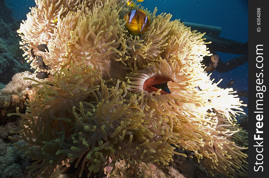 Red Sea Anemonefish (Amphipiron Bicinctus)