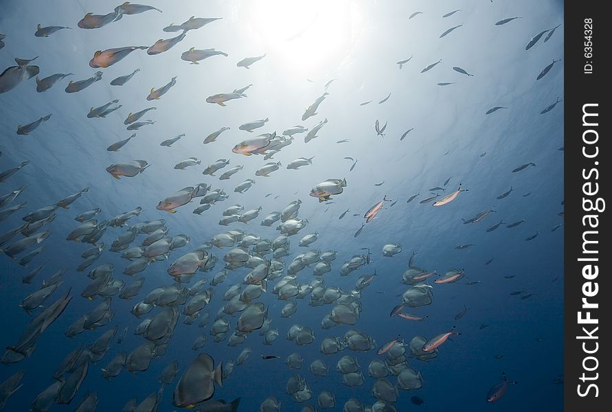 Orbicular spadefish (platax orbicularis) taken in the Red Sea.