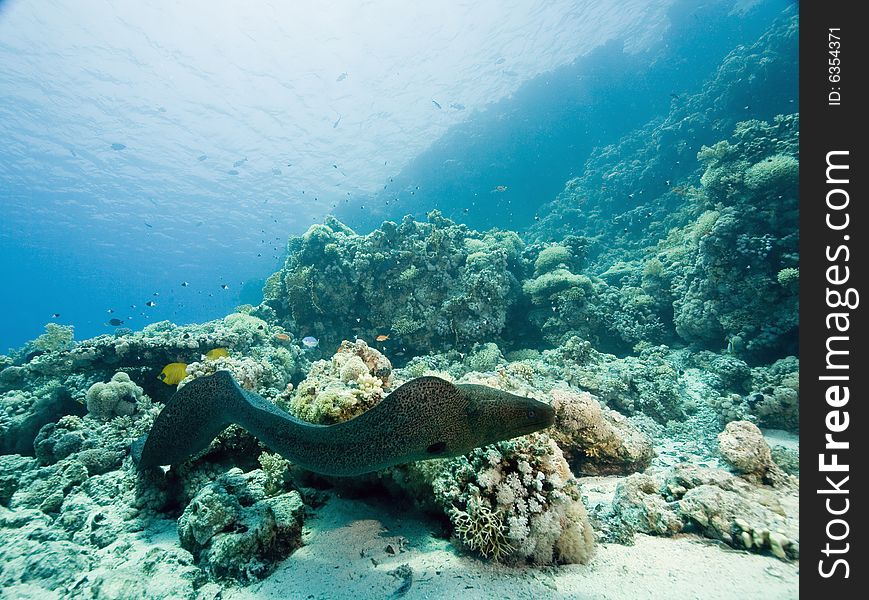 Giant moray (gymnothorax javanicus) taken in the Red Sea.