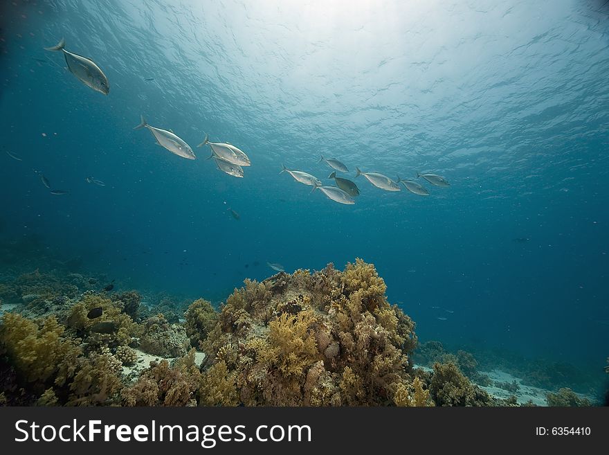 Coral and fish taken in the Red Sea.