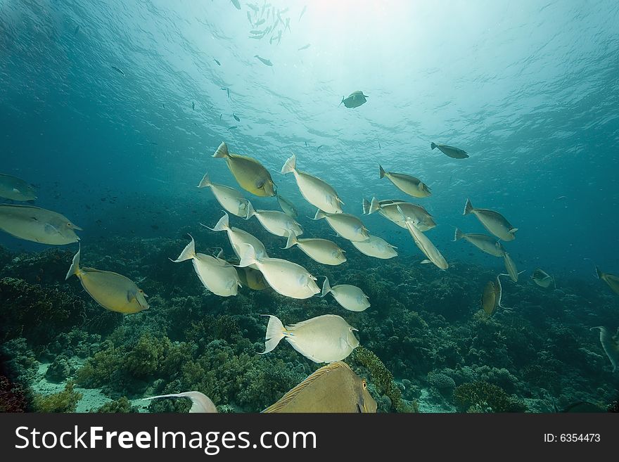 Bluespine Unicornfish (naso Unicornis)