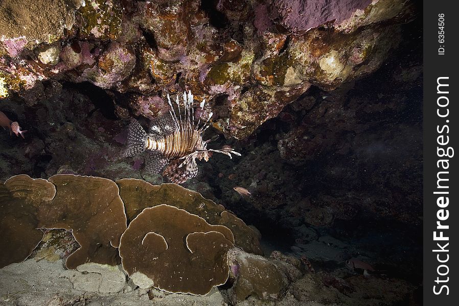 Common lionfish (pterois miles) taken in the Red Sea.