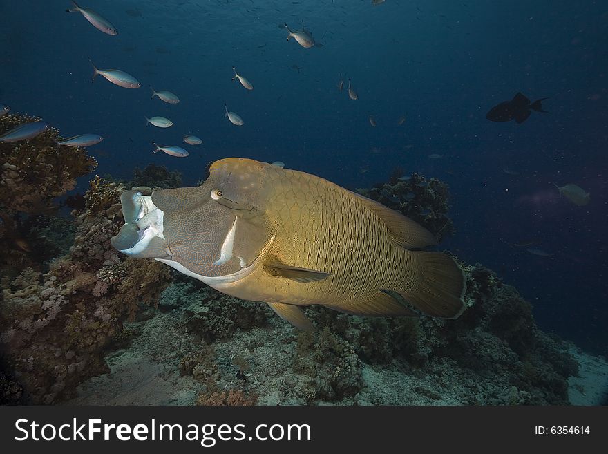 Napoleon wrasse (cheilinus undulatus taken in the Red Sea.