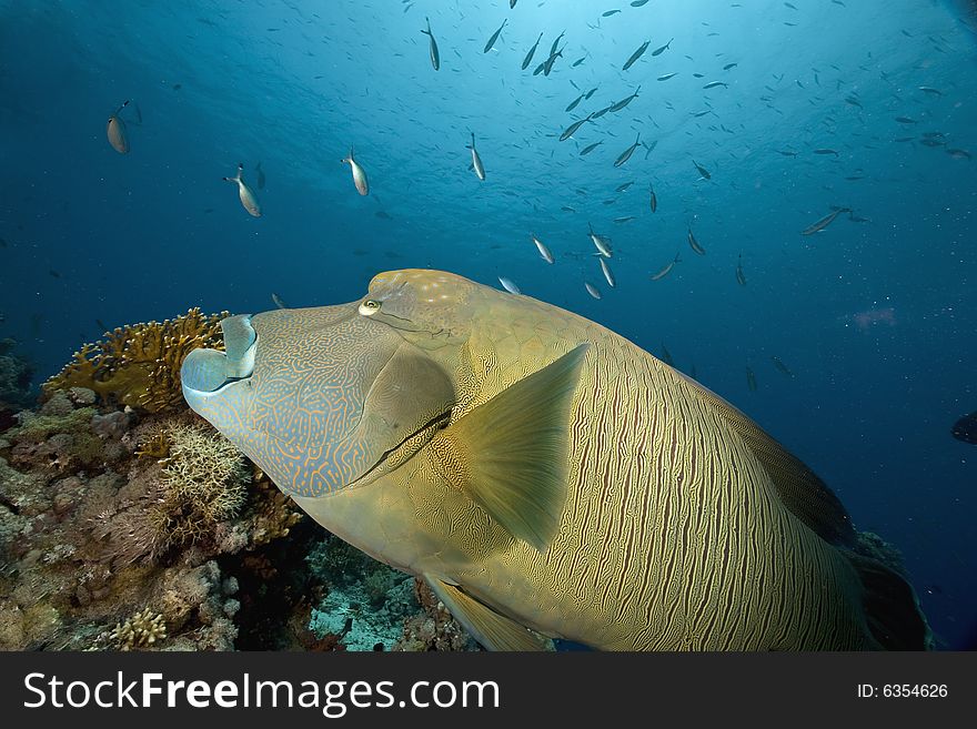 Napoleon wrasse (cheilinus undulatus taken in the Red Sea.