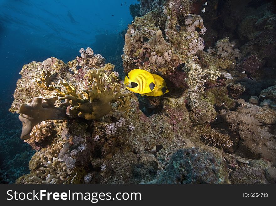 Masked butterflyfish (chaetodon larvatus) taken in the Red Sea.