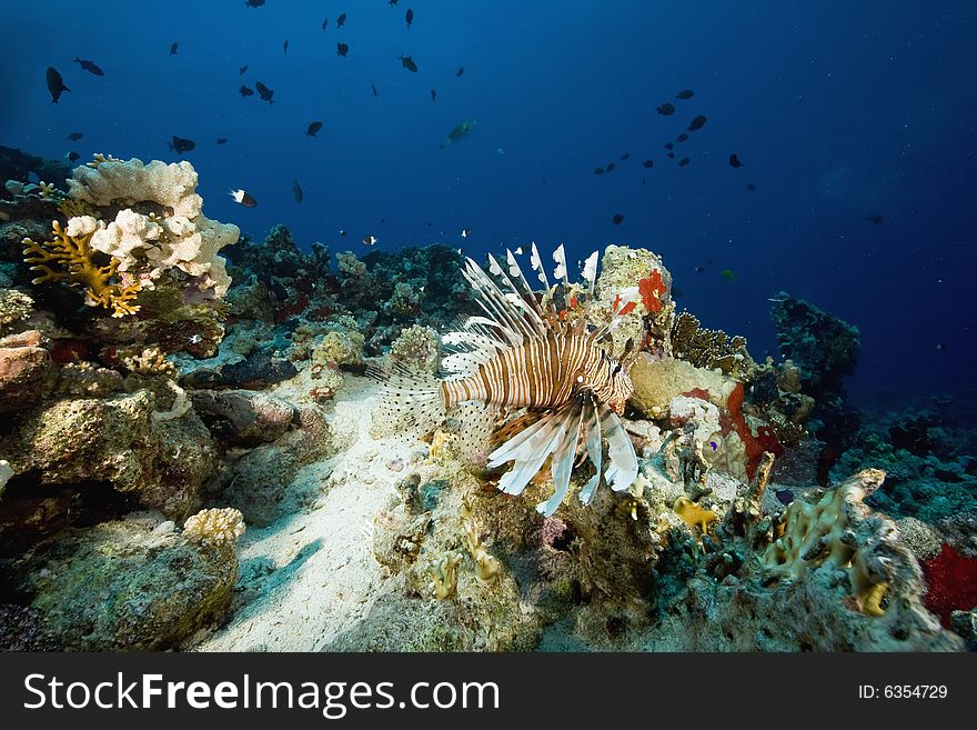 Common lionfish (pterois miles) taken in the Red Sea.