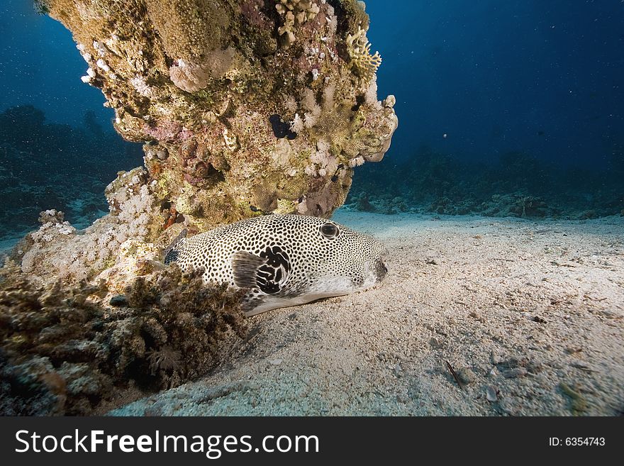 Starry puffer (arothron stellatus) taken in the Red Sea.