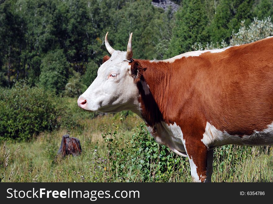 Red cow on a meadow in Mountain Altai