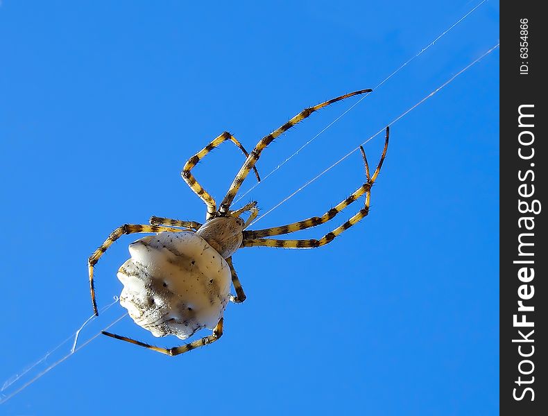 A spider climbing on a strand of his web