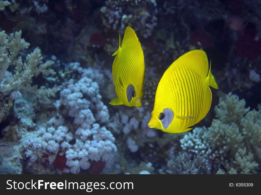 Masked butterflyfish (chaetodon larvatus) taken in the Red Sea.