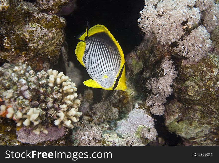 Blackbacked butterflyfish (chaetodon melannotus) taken in the Red Sea.