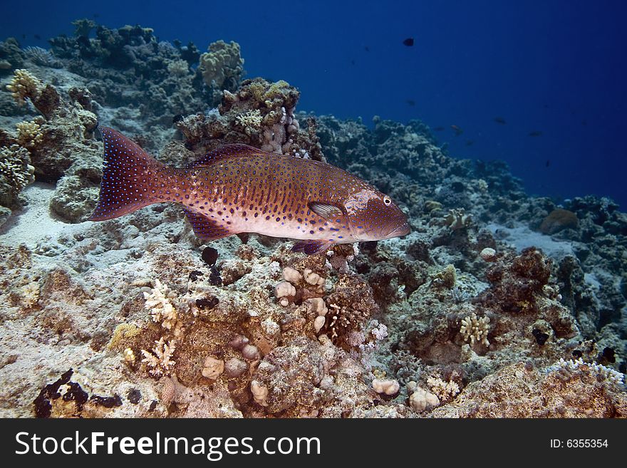 Red sea coralgrouper (plectropomus pessuliferus) taken in the Red Sea.