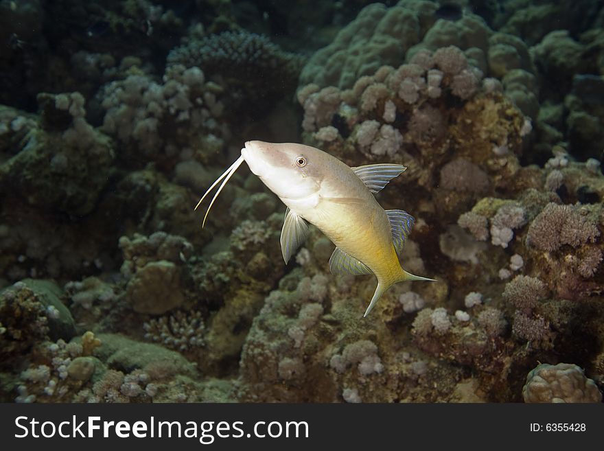 Yellowsaddle goatfish (parupeneus cyclostomus) taken in the Red Sea.