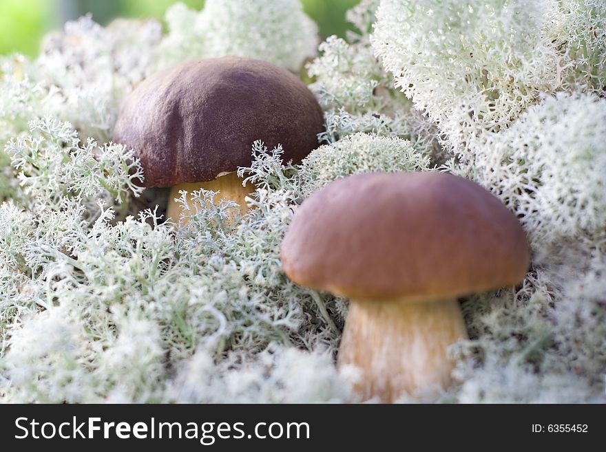 Two small mashrooms in forest