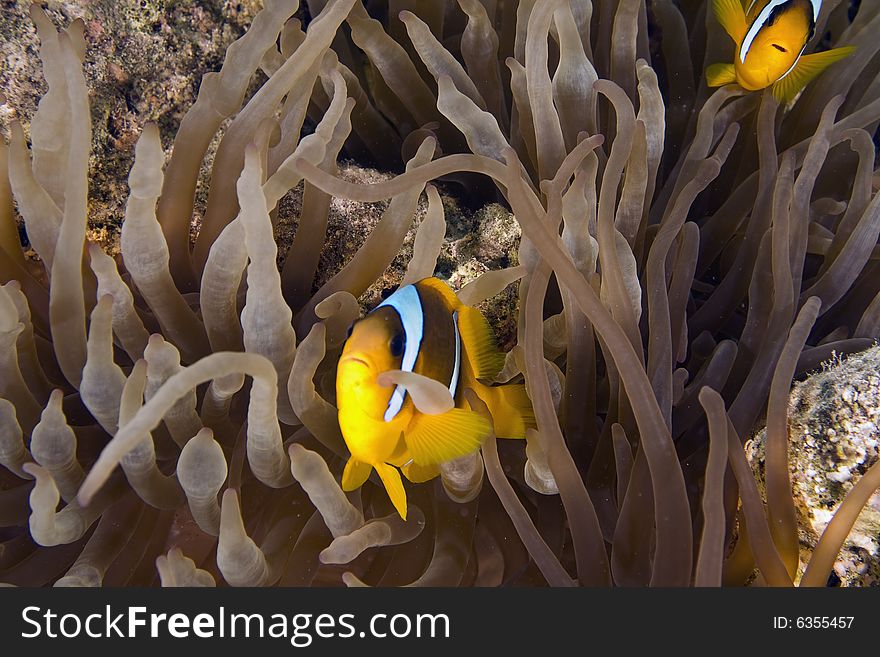 Red sea anemonefish (Amphipiron bicinctus)  taken in the Red Sea.