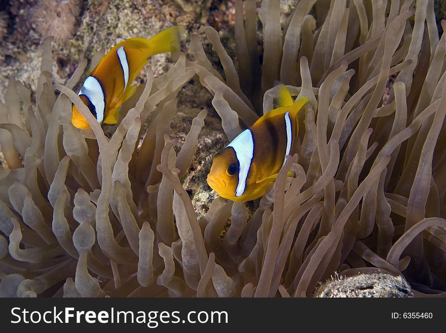 Red Sea Anemonefish (Amphipiron Bicinctus)