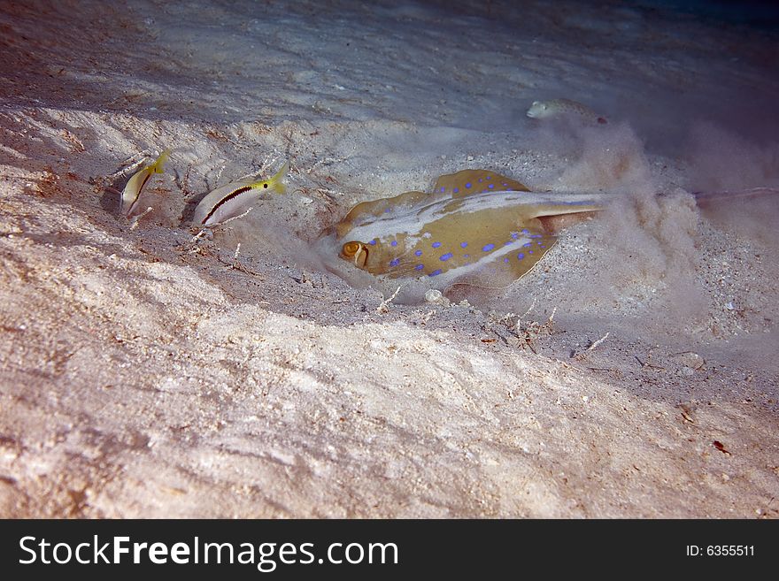 Goatfish and bluespotted stingray taken in the Red Sea.