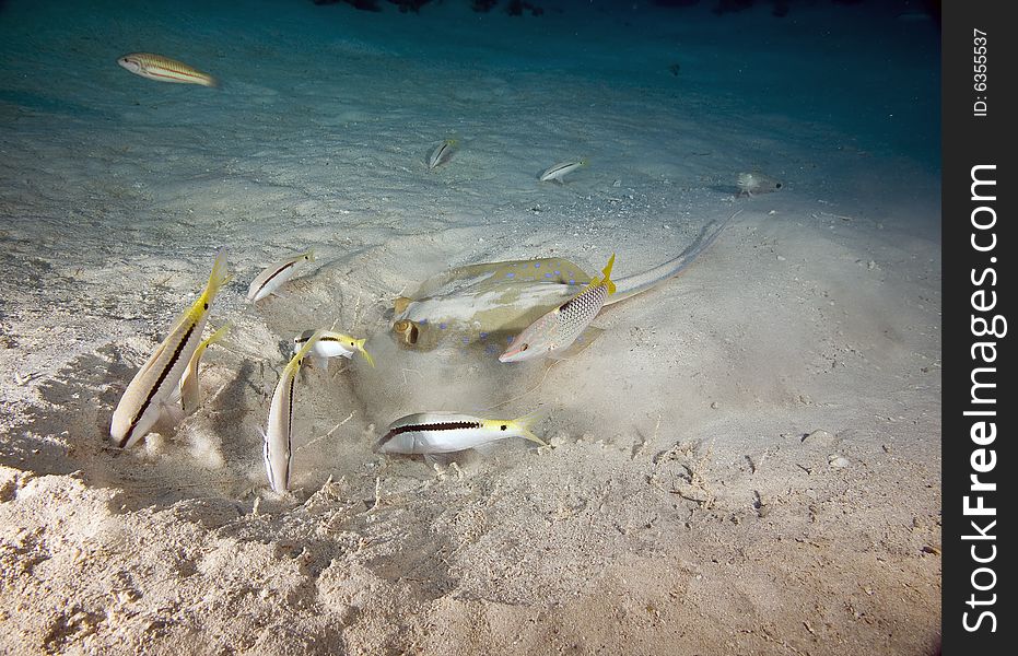 Goatfish and bluespotted stingray
 taken in the Red Sea.