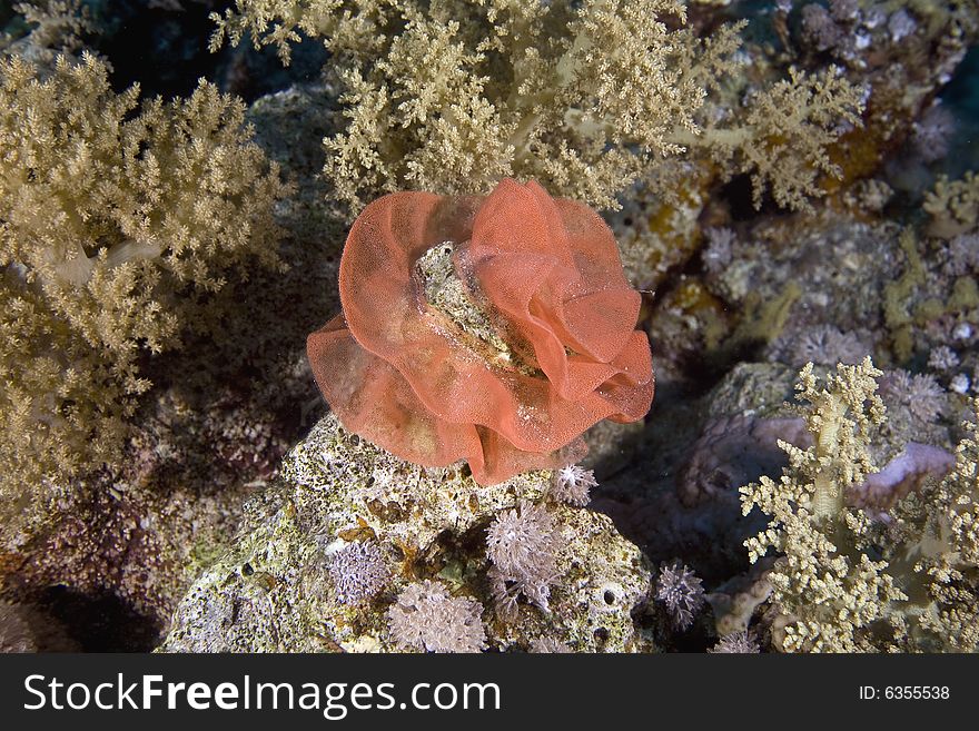 Eggs of a spanish dancer taken in the Red Sea.