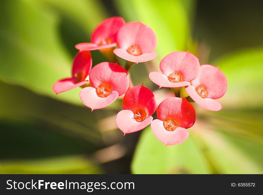 A blast of color coming out of a bunch of flowers. A blast of color coming out of a bunch of flowers.