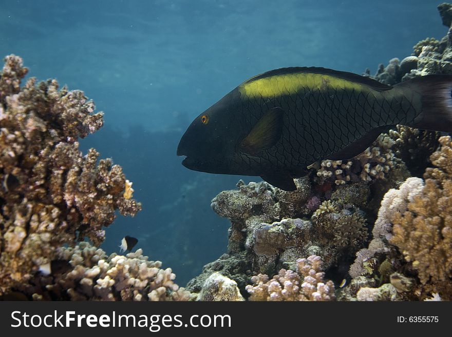 Parrotfish taken in the Red Sea.