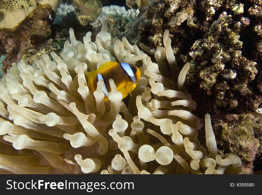 Red sea anemonefish (Amphipiron bicinctus)