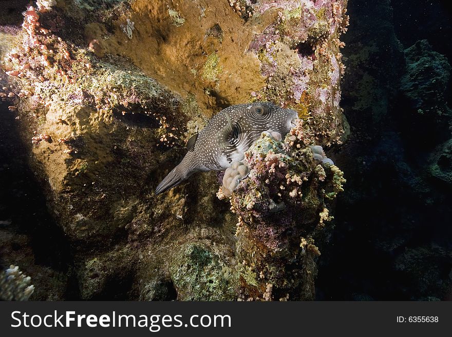 Whitespotted Puffer (arothron Hispidus)