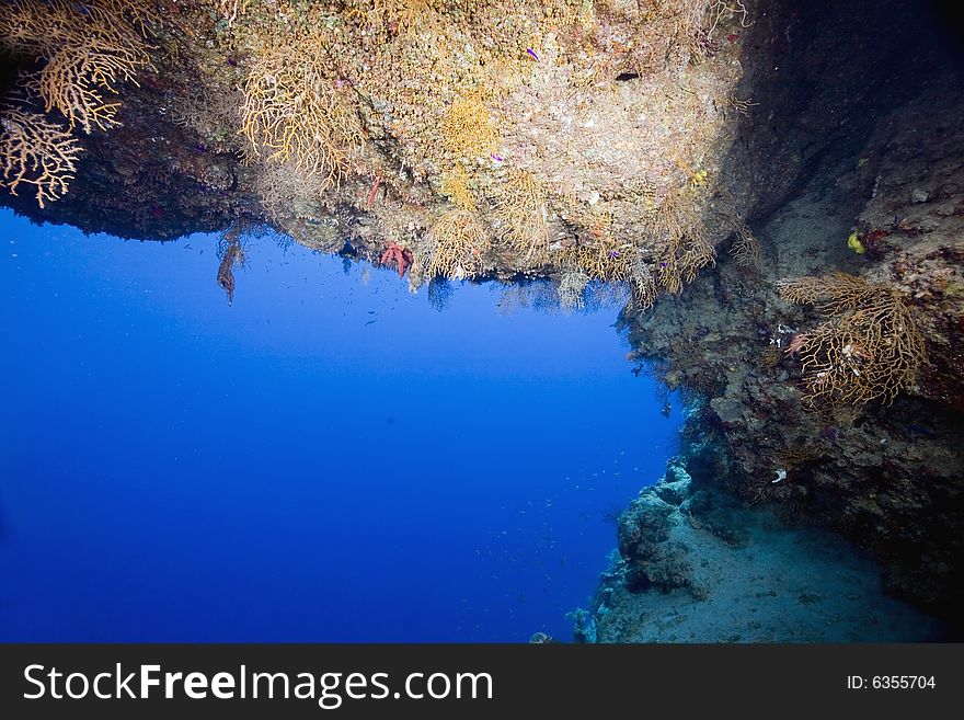 Coral and fish taken in the Red Sea.