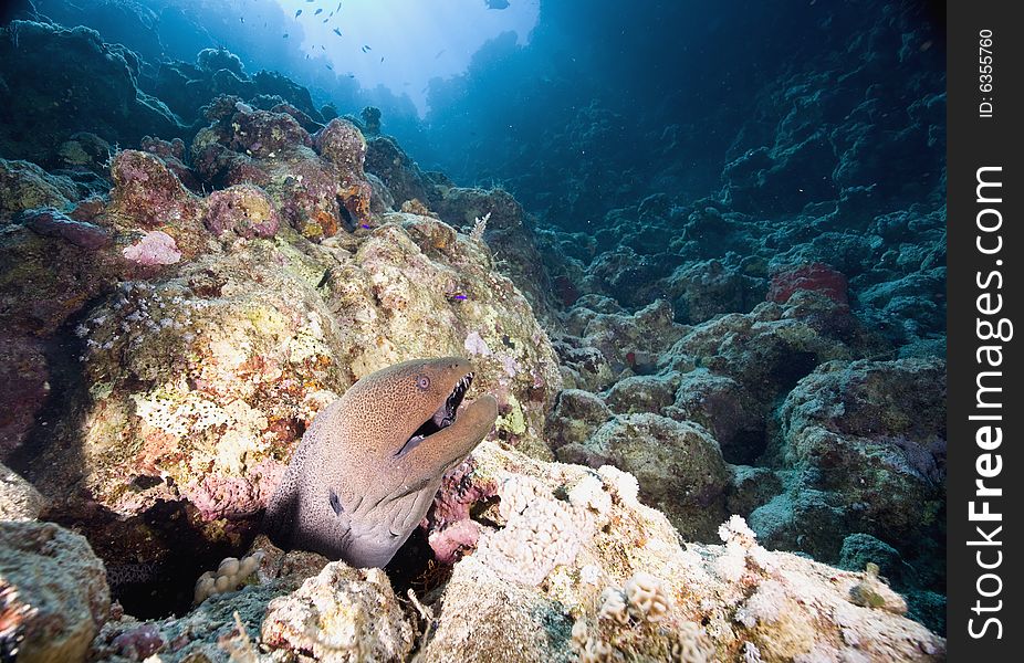 Giant moray (gymnothorax javanicus) taken in the Red Sea.