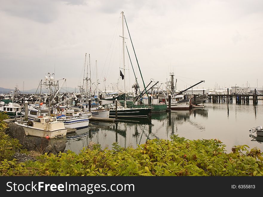 A view of a fishing harbor over a hedge. A view of a fishing harbor over a hedge