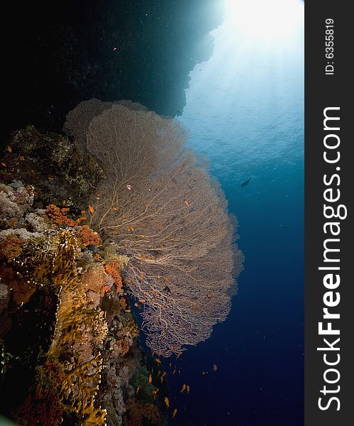 Seafan, coral and ocean taken in the Red Sea.