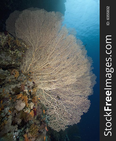 Seafan, coral and ocean taken in the Red Sea.