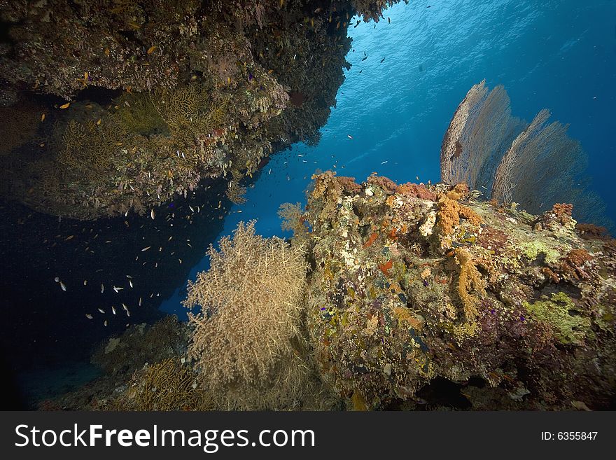 Seafan, coral and ocean taken in the Red Sea.