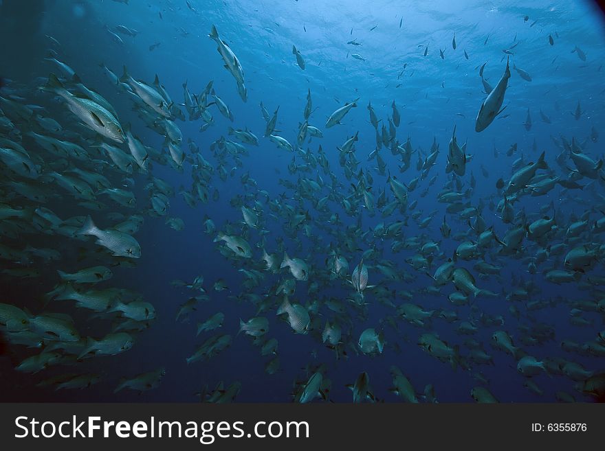 Mangrove snappers (lutjanus argentimaculatus) taken in the Red Sea.