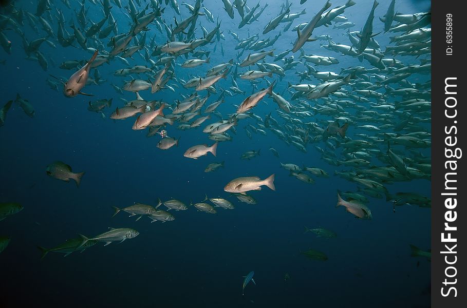 Mangrove snappers (lutjanus argentimaculatus) taken in the Red Sea.