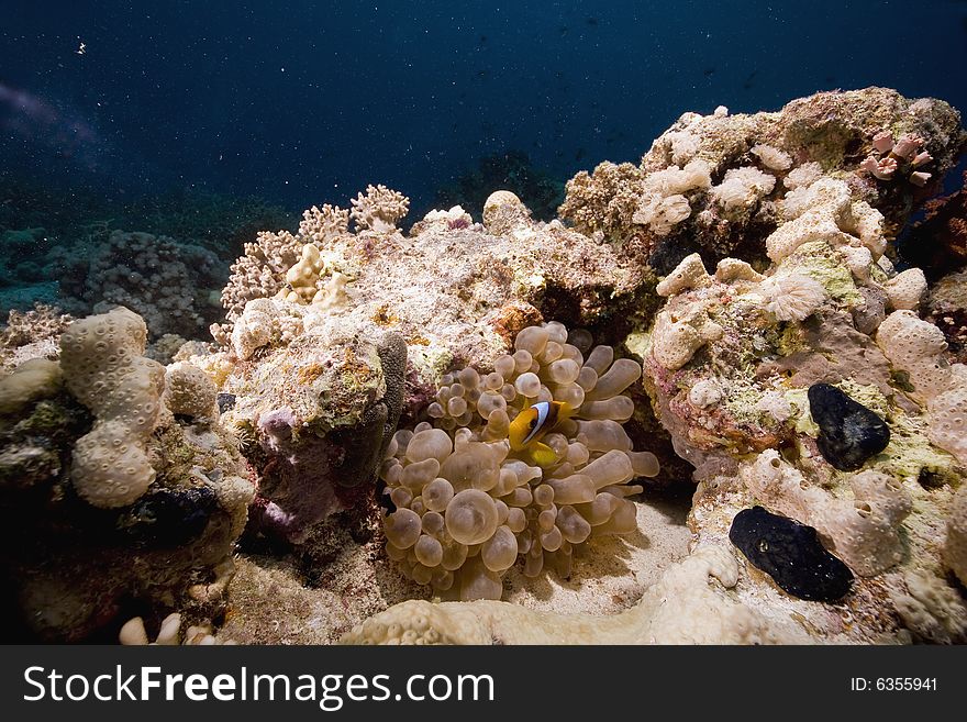 Red sea anemonefish (Amphipiron bicinctus)  taken in the Red Sea.