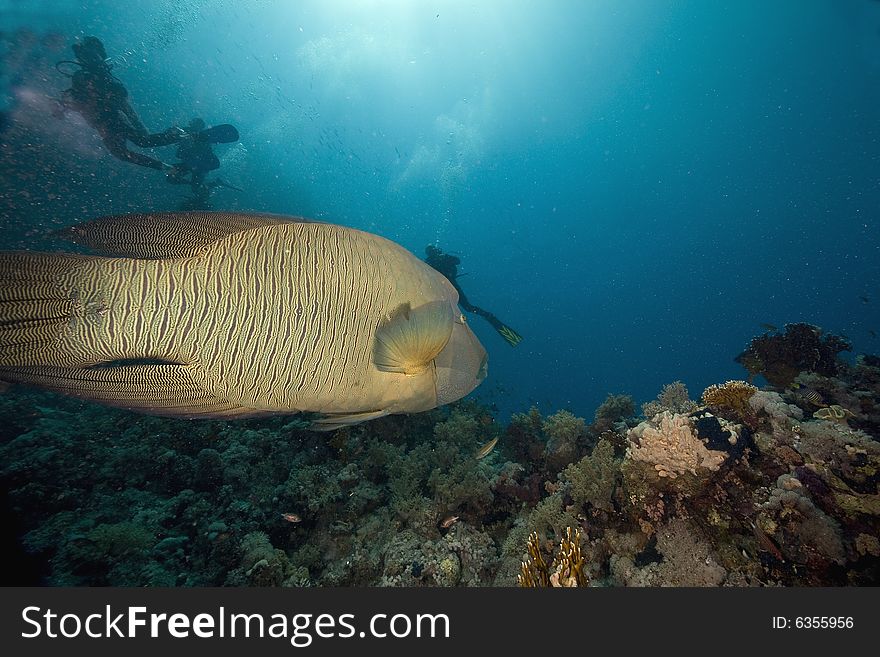 Napoleon wrasse (cheilinus undulatus taken in the Red Sea.