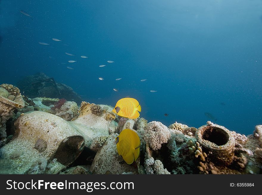 Masked butterflyfish (chaetodon larvatus) taken in the Red Sea.