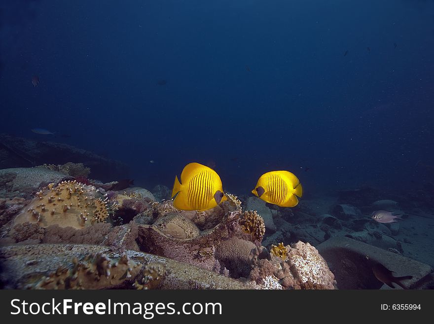 Masked butterflyfish (chaetodon larvatus) taken in the Red Sea.