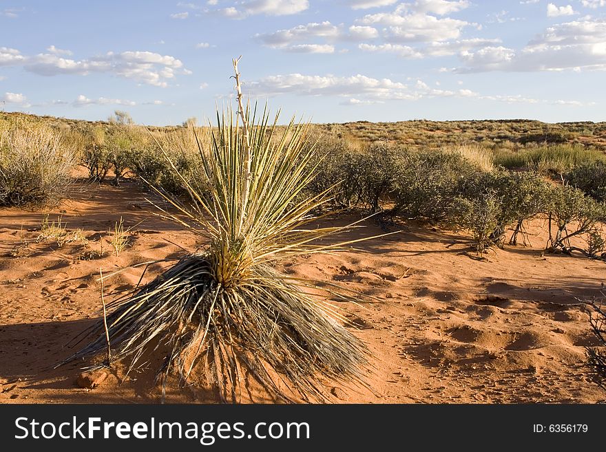 The grass in the Arizona desert