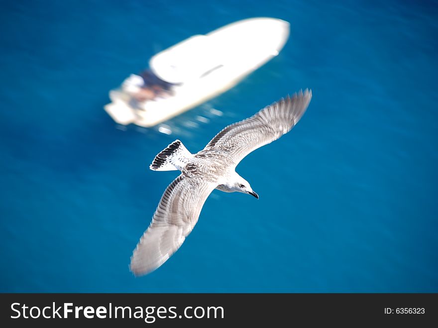 A gull flyng on the blue sea over a boat. A gull flyng on the blue sea over a boat