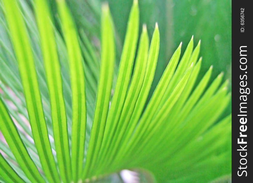 Green Leaves of a sago cycad