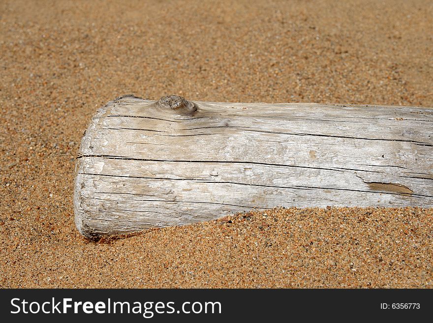 Dry tree trunk in sand on the beach.